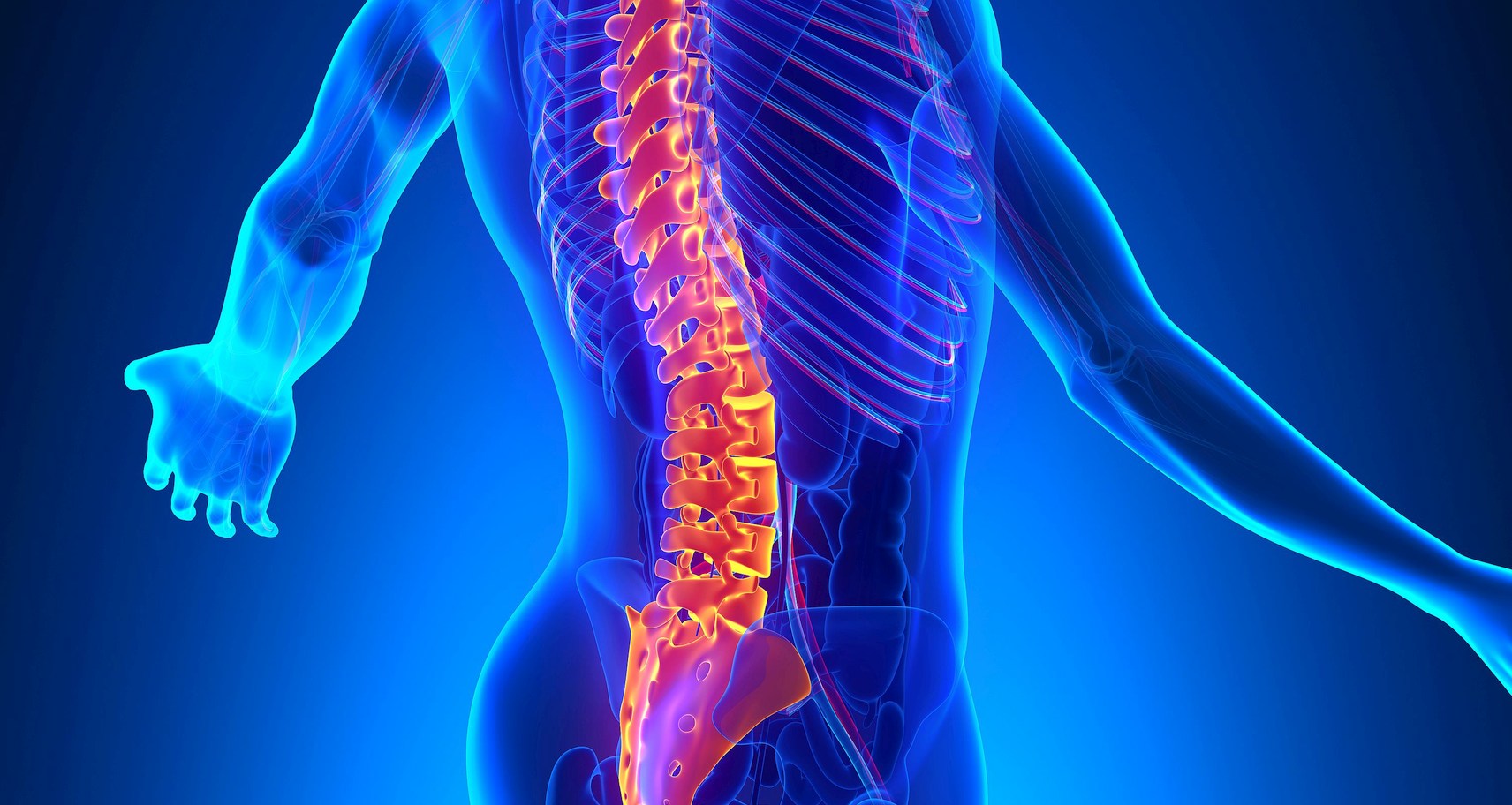 Spinal-Column-Vertebrae-Anatomy-Chiropractic