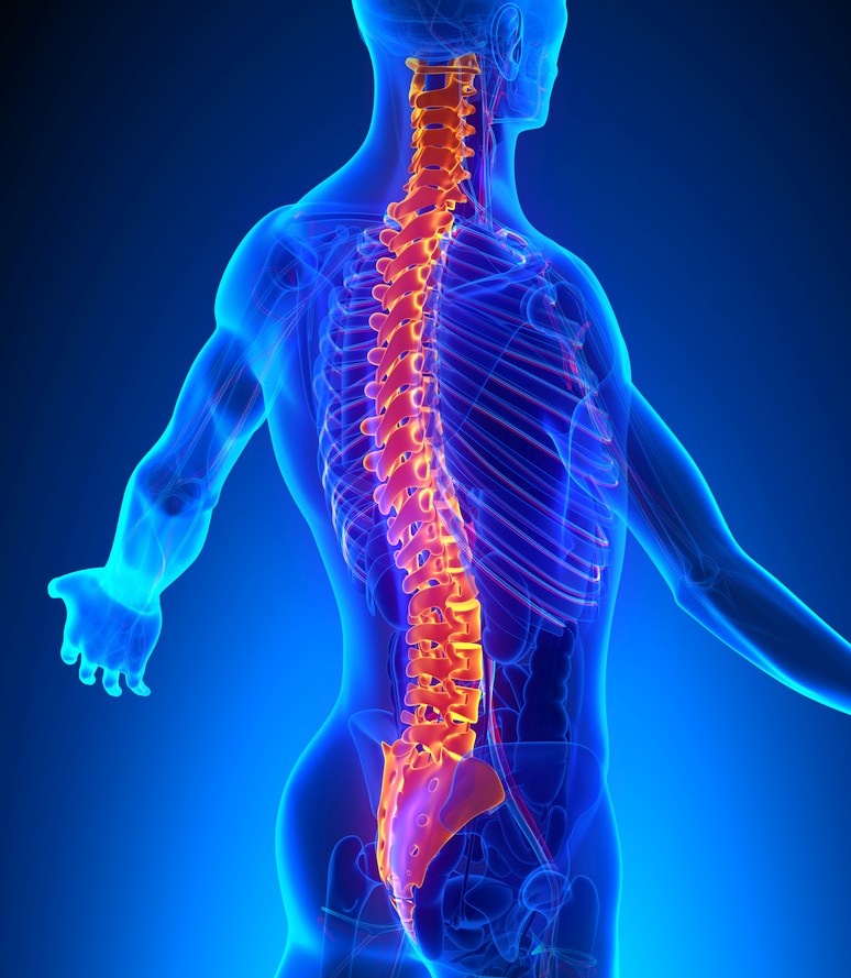 spinal column - human body skeleton see through