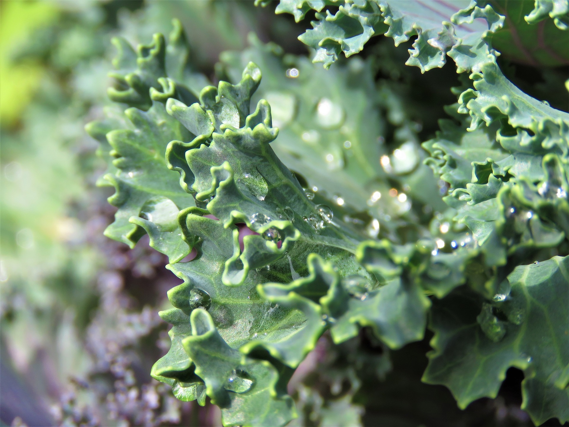 Kale - leafy green